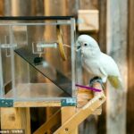El experimento consiste en utilizar el alimento favorito de las cacatúas, los anacardos, en una especie de máquina expendedora transparente para pájaros.