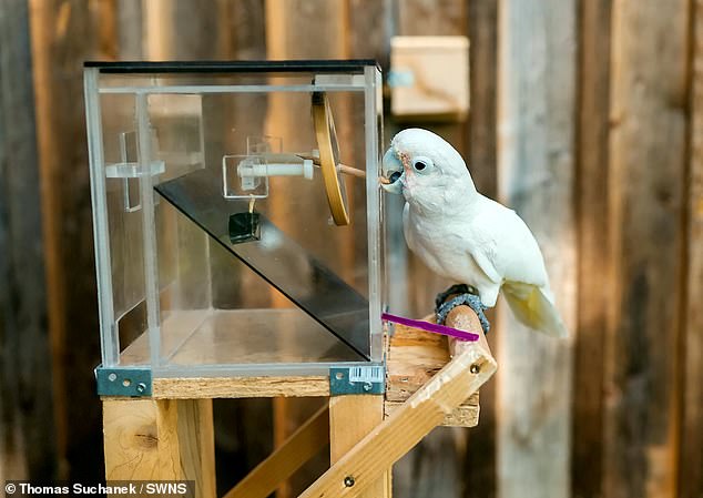 El experimento consiste en utilizar el alimento favorito de las cacatúas, los anacardos, en una especie de máquina expendedora transparente para pájaros.