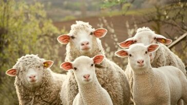 Un estudio ha encontrado que las ovejas prefieren la compañía de otras ovejas cuando pasan por la experiencia estresante de ser esquiladas, acorraladas por un perro o conducidas en un remolque.