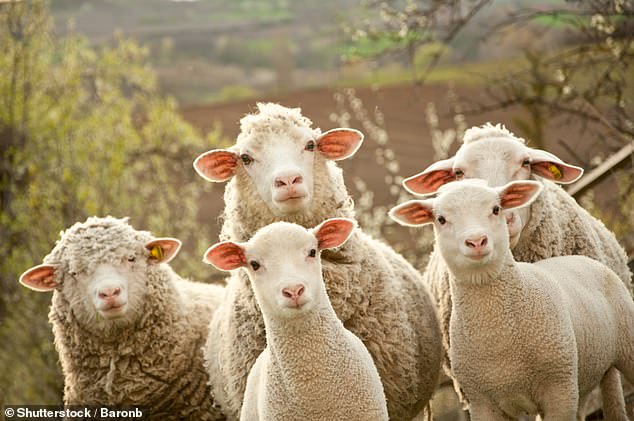 Un estudio ha encontrado que las ovejas prefieren la compañía de otras ovejas cuando pasan por la experiencia estresante de ser esquiladas, acorraladas por un perro o conducidas en un remolque.