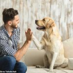 El mejor amigo del hombre: los científicos en Hungría han descifrado el código para hablar con los perros, y creen que hay seis caras que los humanos usan cuando se comunican con sus mascotas.