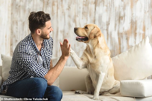 El mejor amigo del hombre: los científicos en Hungría han descifrado el código para hablar con los perros, y creen que hay seis caras que los humanos usan cuando se comunican con sus mascotas.