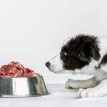 Darle un hueso a tu perro realmente podría ayudar a su sistema digestivo, según un nuevo estudio