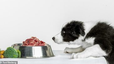 Darle un hueso a tu perro realmente podría ayudar a su sistema digestivo, según un nuevo estudio