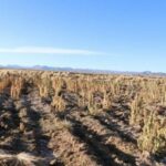 Más de 2.800 comunidades afectadas por sequía en Bolivia