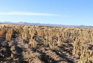 Más de 2.800 comunidades afectadas por sequía en Bolivia