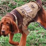 México envía sus famosos perros de búsqueda y rescate a Turquía