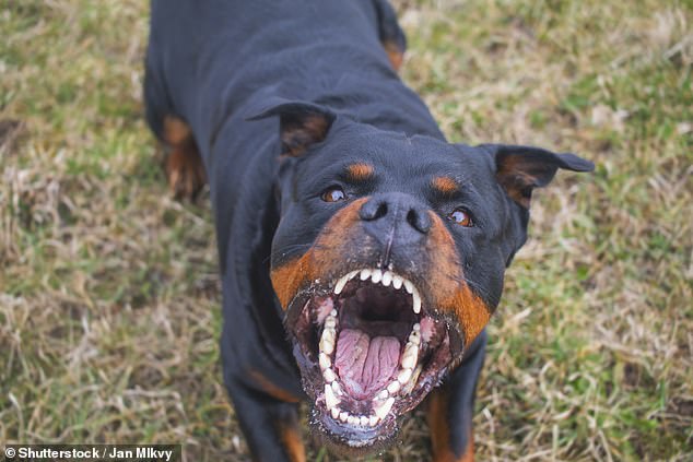 Dos Rottweilers han sido incautados de una casa en la costa sur de Nueva Gales del Sur tras la muerte de una niña de cinco semanas (imagen de archivo)