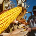 Tras presiones de EE.UU., AMLO flexibiliza límites a importaciones de maíz de EE.UU.