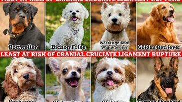 Un estudio del Royal Veterinary College (RVC) reveló las razas de perros con mayor riesgo de ruptura del ligamento cruzado craneal (LCC)