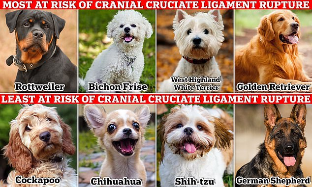 Un estudio del Royal Veterinary College (RVC) reveló las razas de perros con mayor riesgo de ruptura del ligamento cruzado craneal (LCC)