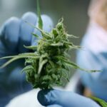 Weed Reinheitsgebot: ¿Qué estándares de calidad deberá cumplir el cannabis en Alemania?