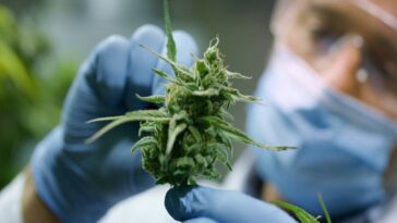 Weed Reinheitsgebot: ¿Qué estándares de calidad deberá cumplir el cannabis en Alemania?
