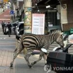 (LEAD) Zebra captured some 3 hours after escaping from Seoul zoo