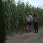 Antiguos agricultores comerciales de Zimbabue prosperan en Zambia