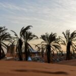 Arabia Saudita: grupo interreligioso liderado por judíos planta palmeras datileras en Medina