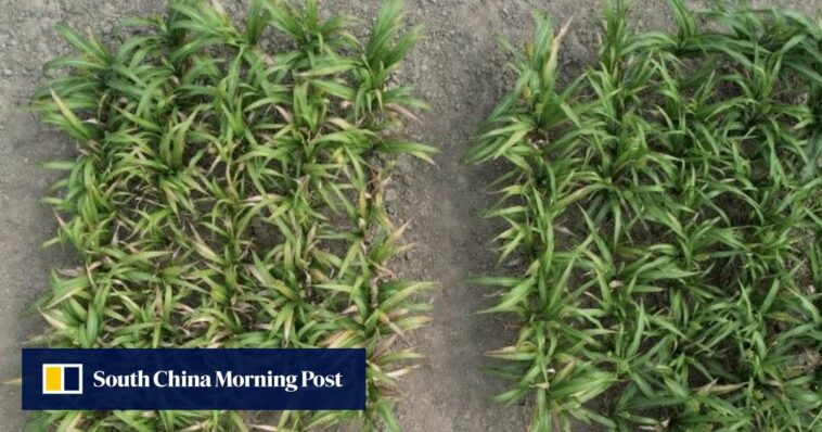 Científicos chinos identifican un gen para aumentar el rendimiento de los cultivos en suelos alcalinos