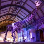 Con un peso de 65 toneladas y una extensión de 121 pies de la cabeza a la cola, el nuevo dinosaurio del Museo de Historia Natural es el animal más pesado que jamás haya caminado por nuestro planeta.