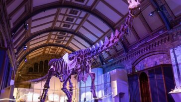 Con un peso de 65 toneladas y una extensión de 121 pies de la cabeza a la cola, el nuevo dinosaurio del Museo de Historia Natural es el animal más pesado que jamás haya caminado por nuestro planeta.