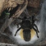 El momento en que una tarántula libera un saco de huevos que rezuma se captura en un video raro