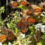 El número de mariposas Monarca que invernan en el centro de México se redujo en un 22 % respecto al año anterior