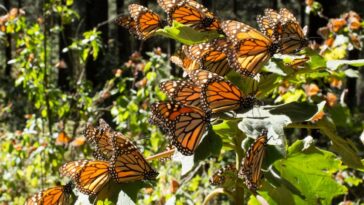 El número de mariposas Monarca que invernan en el centro de México se redujo en un 22 % respecto al año anterior