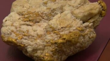 Un buscador aficionado desenterró una pepita de oro de 4,6 kilogramos valorada en 240.000 dólares (en la foto)