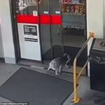 Un koala ha sido captado por las cámaras de seguridad entrando en una gasolinera Ampol en Adelaide Hills, en el sur de Australia, durante el fin de semana.