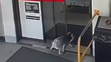 Un koala ha sido captado por las cámaras de seguridad entrando en una gasolinera Ampol en Adelaide Hills, en el sur de Australia, durante el fin de semana.