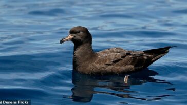 Los científicos han identificado una nueva enfermedad, la plasticosis, que mata a las aves marinas que comen basura plástica.