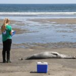 Cientos de focas fueron encontradas muertas en las playas de Maine el año pasado.  Los científicos determinaron que estaban infectados con la gripe aviar.  Esto significa que el virus puede saltar a los mamíferos, y los humanos podrían ser los siguientes.