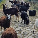 La historia interna de por qué las cabras están ayudando a preparar los adoquines de Paris-Roubaix para la primavera