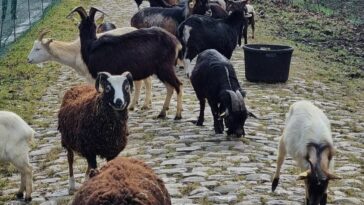 La historia interna de por qué las cabras están ayudando a preparar los adoquines de Paris-Roubaix para la primavera