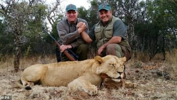 Los líderes africanos y los conservacionistas han acusado al Reino Unido de poner en peligro a los animales al intentar prohibir la importación de trofeos de caza mayor.  En la imagen: foto de archivo emitida por Campaign to Ban Trophy Hunting de cazadores que han matado a un león