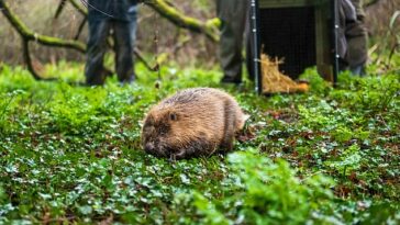 Los castores regresarán a un área urbanizada del distrito londinense de Ealing en un proyecto dirigido por la comunidad local y grupos conservacionistas para demostrar sus beneficios para las personas y la naturaleza.