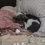 Este perro con el corazón roto fue encontrado acurrucado entre los escombros de su hogar en Ucrania hoy después de que sus dueños murieran en un bombardeo de misiles rusos en todo el país esta mañana.