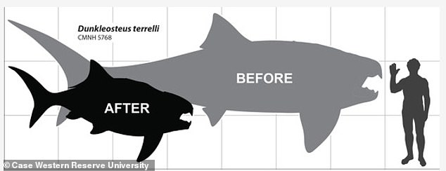 Afirmación: Parece que los científicos pueden haber hecho algunas suposiciones incorrectas sobre el tamaño y la forma de tiburón del pez prehistórico Dunkleosteus terrelli.  Muchos expertos pensaron que medía hasta 30 pies de largo, pero una nueva investigación sugiere que era más probable que tuviera entre 11 y 13 pies.