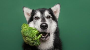 Georgia Woods-Lee, nutricionista canina de la Universidad de Liverpool, dice que las verduras son en realidad el mejor refrigerio para tu perro (imagen de archivo)
