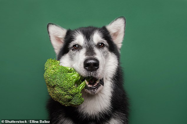 Georgia Woods-Lee, nutricionista canina de la Universidad de Liverpool, dice que las verduras son en realidad el mejor refrigerio para tu perro (imagen de archivo)