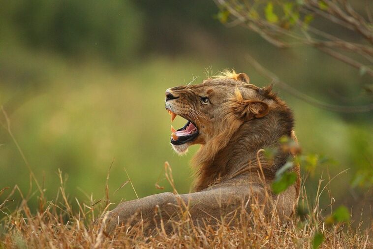 Panthera’s long-term vision for LLNP is to have a viable, self-sustaining lion population, comprising 150 to 225 lions.