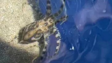 Un bañista usó un balde de juguete para sacar a la criatura venenosa del agua antes de que alguien resultara herido.