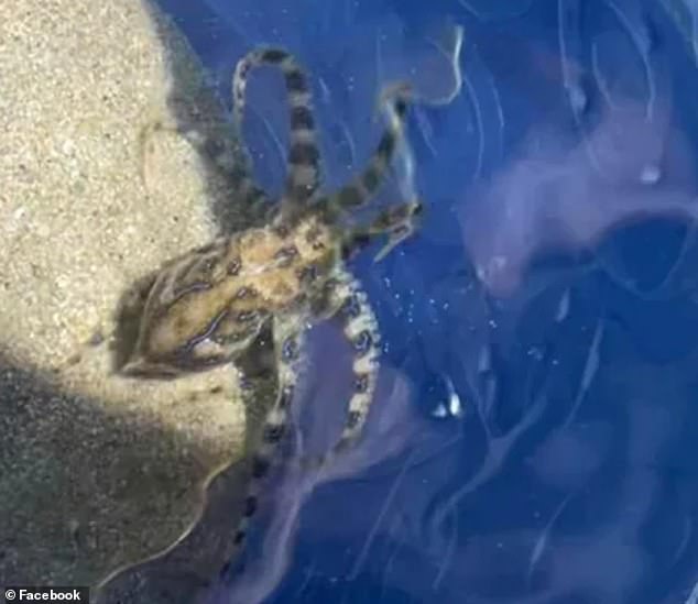 Un bañista usó un balde de juguete para sacar a la criatura venenosa del agua antes de que alguien resultara herido.
