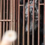 'Realmente brutal': osos rescatados de una granja de bilis en Vietnam mientras los operadores continúan evadiendo a las autoridades