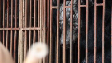 'Realmente brutal': osos rescatados de una granja de bilis en Vietnam mientras los operadores continúan evadiendo a las autoridades