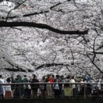 Récord de inicio temprano de nuevo para los cerezos en flor de Tokio