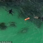 Un tiburón ha sido atrapado nadando directamente debajo de tres pescadores con arpón cerca de Forster en la costa norte de Nueva Gales del Sur.