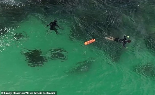 Un tiburón ha sido atrapado nadando directamente debajo de tres pescadores con arpón cerca de Forster en la costa norte de Nueva Gales del Sur.