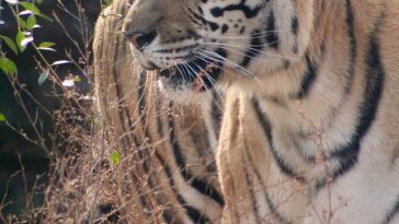 Al menos un tigre falta en el Safari de animales salvajes de Georgia el domingo.  Aquí se muestra un tigre en el zoológico.