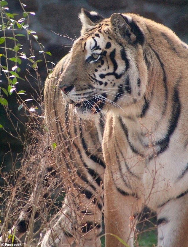 Al menos un tigre falta en el Safari de animales salvajes de Georgia el domingo.  Aquí se muestra un tigre en el zoológico.