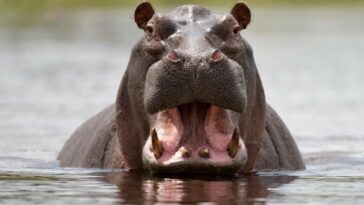 With the numbers believed to be decreasing outside of the Zambezi water body, hippos can be classified as "vulnerable" in Zimbabwe.